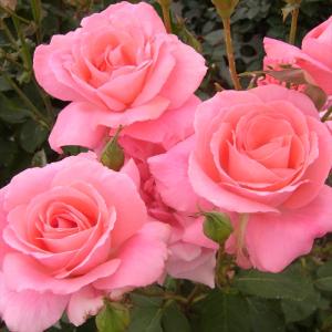 日本花キ流通 予約販売 バラ苗 バラ大苗 大輪 ピース 四季咲き 薔薇