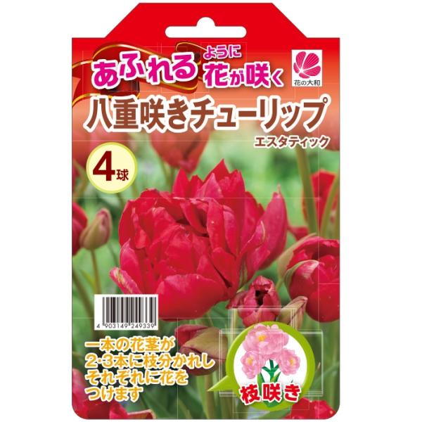 花の大和 球根 あふれるように花が咲く八重咲チューリップ エスタティック 4球 hyk
