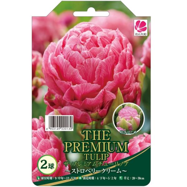 花の大和 球根 ザ・プレミアムチューリップ ストロベリークリーム 2球 hyk