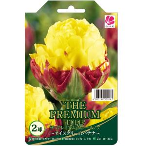 予約販売 花の大和 球根 ザ・プレミアムチューリ...の商品画像