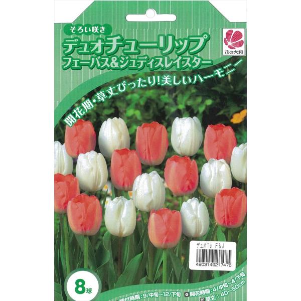 花の大和 球根 デュオチューリップ フェーバス＆ジュディスレイスター 8球（各4球） hyk