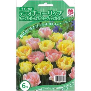 予約販売 花の大和 球根 デュオチューリップ フ...の商品画像