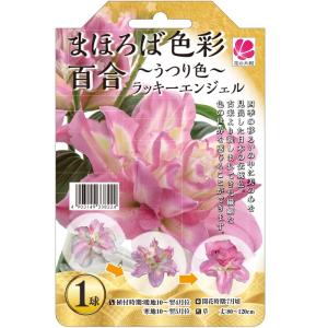 予約販売 花の大和 球根 まほろば色彩百合 〜うつり色〜 ラッキーエンジェル 1球 百合 ゆり ユリ hyk 10月上旬以降発送｜flower-net