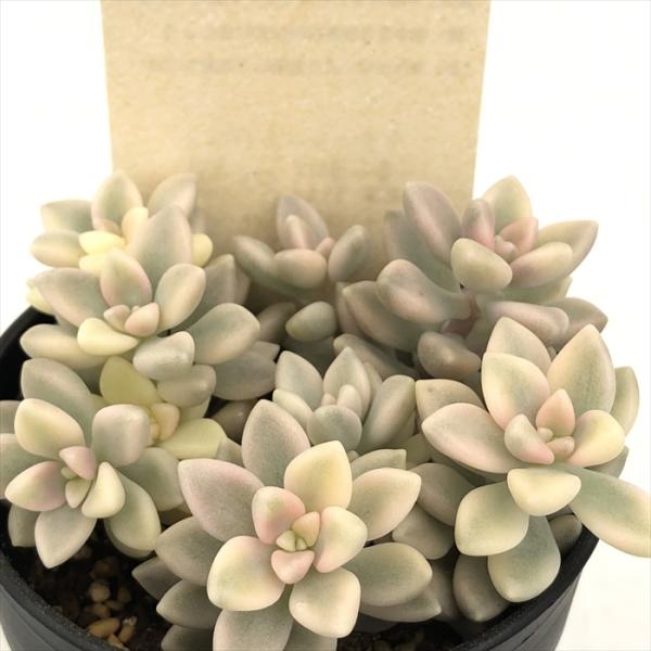 多肉植物 kthグラプトペタルム 姫秋麗錦 多肉植物 古都の葉さんの苗 グラプトペタルム ヒメシュウ...