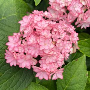 宿根草！ハイドランジア 紫陽花 クレイジーデンシア 花苗 土を落とさず ポット苗 宿根草！ハイドランジア 紫陽花 クレイジーデンシア 花苗 土を落とさず