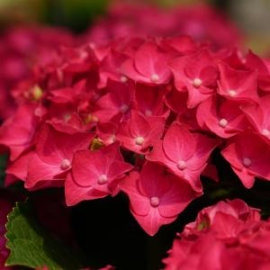 【花苗】ハイドランジア　ディープパープル　普通苗 タグ付き正規品　ポット毎発送 花苗】ハイドランジア ディープパープル 大苗 タグ付き正規品 ポット毎