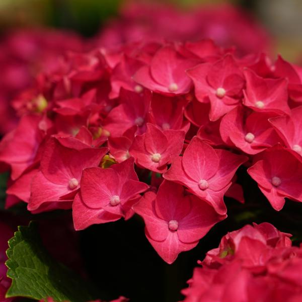 アジサイ ディープレッド 10.5cmポット ハイドランジア 苗 花苗 苗木 あじさい 紫陽花 sz...