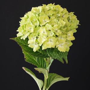 アジサイ　7種7鉢 紫陽花 アジサイ 7種7鉢 紫陽花
