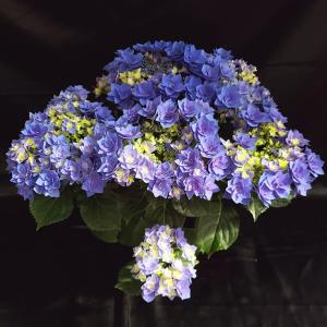 日本花キ流通 予約販売 アジサイ ディープレッド 10.5cmポット