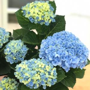 アジサイ 雨に唄えば 7.5cmポット 加茂 KAMOセレクション