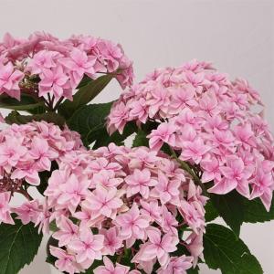 オタフクアジサイ現品A 　オマケ付 オタフクアジサイ現品A オマケ付 オタフクアジサイ現品A オマケ付