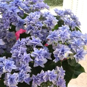 アジサイ コンペイトウ 7.5cmポット 加茂 KAMOセレクション