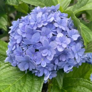 アジサイ てまりてまり 10.5cmポット 加茂...の商品画像