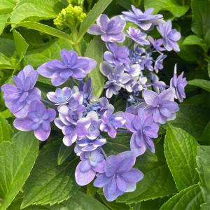 アジサイ 星占い 10.5cmポット 加茂 KAMOセレクション ハイドランジア 苗 花苗 苗木 あじさい 紫陽花 fkz