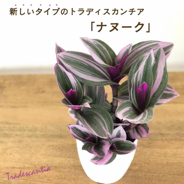 観葉植物 トラディスカンチア ナヌーク 2.5号 観葉植物 小型 小さい 室内 贈り物 プレゼント ...