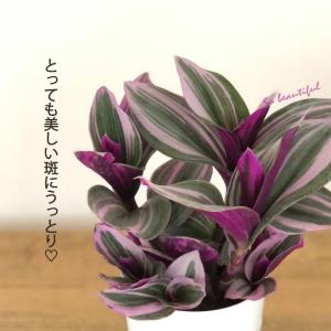 観葉植物 トラディスカンチア ナヌーク 2.5...の詳細画像1