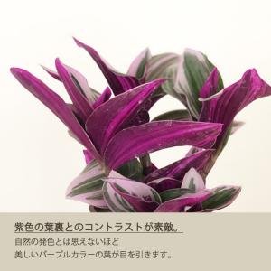 観葉植物 トラディスカンチア ナヌーク 2.5...の詳細画像2