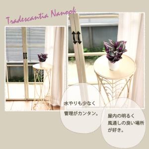 観葉植物 トラディスカンチア ナヌーク 2.5...の詳細画像3