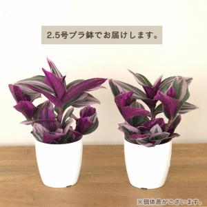 観葉植物 トラディスカンチア ナヌーク 2.5...の詳細画像4