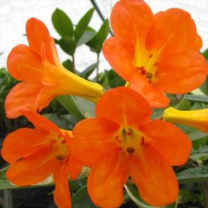 日本花キ流通 予約販売 君子蘭 紅陽 5号鉢 2年生 未開花株 クンシラン