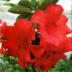 日本花キ流通 予約販売 芍薬 苗 マダム クラウドダン 15cmポット