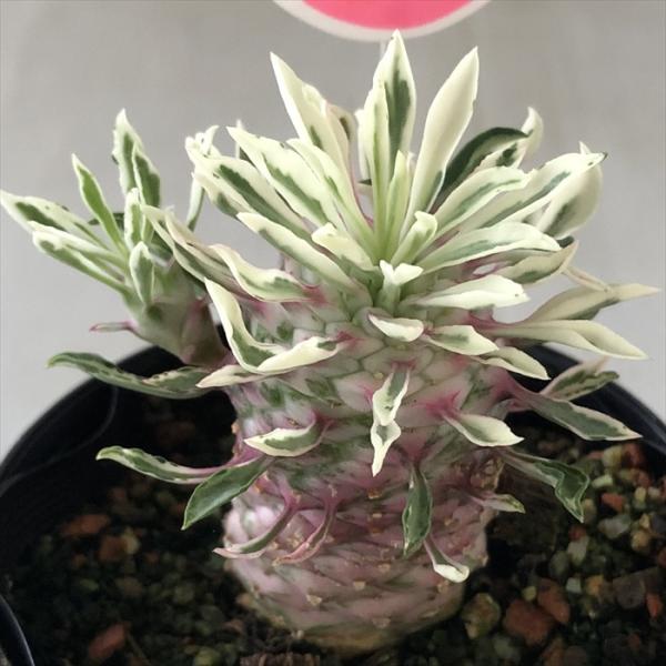 多肉植物 sdユーフォルビア パイナップルコーン ほほえみパイン 9cmポット 多肉植物 送料無料 ...