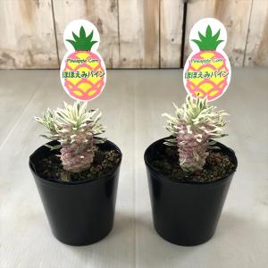 多肉植物 sdユーフォルビア パイナップルコー...の詳細画像1