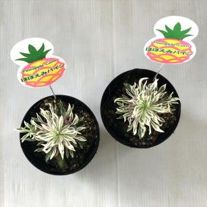 多肉植物 sdユーフォルビア パイナップルコー...の詳細画像2