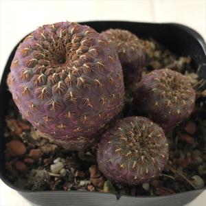サボテン：トリコケレウス 珍宝閣 なるほど柱*幅5cm 現品！一品限り