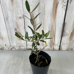 オリーブ 苗 クライスト 10.5cmポット 観葉植物 オリーブの木 シンボルツリー 庭木 果樹苗 mto｜flower-net