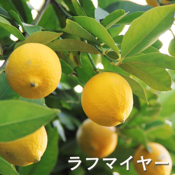 レモン ラフマイヤー 9cmポット 檸檬 ポットレモン 苗木 庭木 柑橘 果樹苗 香酸柑橘 mtl
