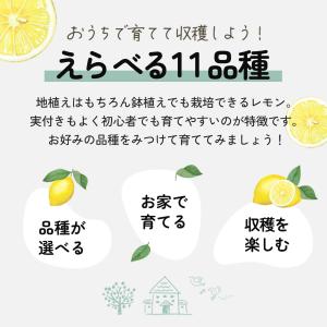 予約販売 選べるレモン 苗 9cmポット 檸檬...の詳細画像1