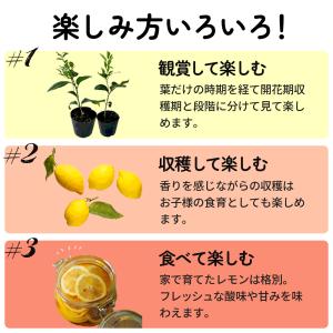 選べるレモン 苗 9cmポット 檸檬 ポットレ...の詳細画像2