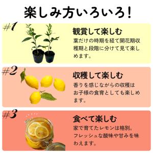 予約販売 選べるレモン 苗 9cmポット 檸檬...の詳細画像2