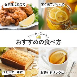 選べるレモン 苗 9cmポット 檸檬 ポットレ...の詳細画像3