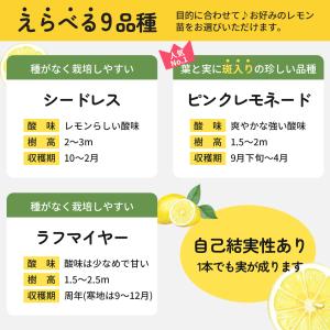 選べるレモン 苗 9cmポット 檸檬 ポットレ...の詳細画像4