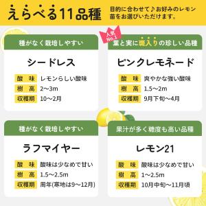 予約販売 選べるレモン 苗 9cmポット 檸檬...の詳細画像4