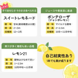 選べるレモン 苗 9cmポット 檸檬 ポットレ...の詳細画像5