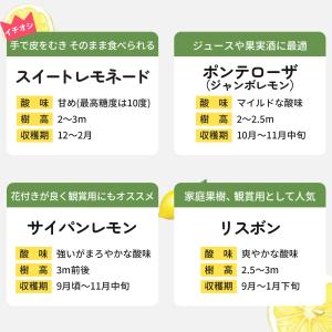 予約販売 選べるレモン 苗 9cmポット 檸檬...の詳細画像5