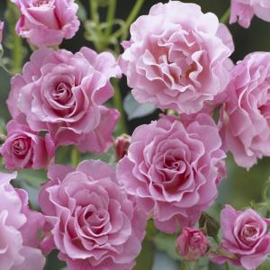 予約販売 バラ苗 バラ大苗 河本バラ園 ローズコロナ 登録品種 四季咲き