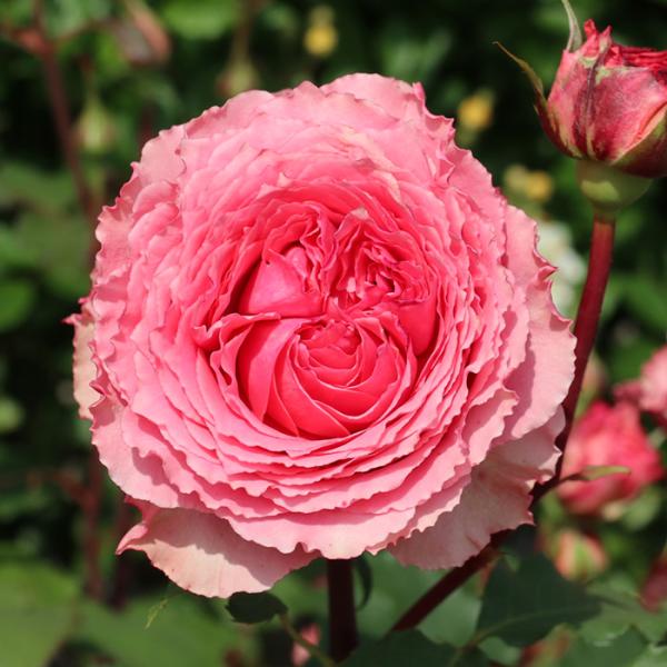 観葉植物・多肉植物の通販【フラワーネット日本花キ流通 Yahoo