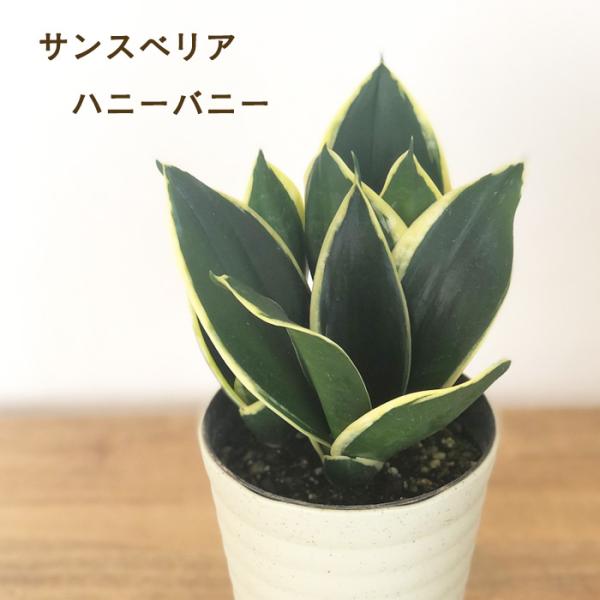 観葉植物 サンスベリア ハニーバニー 4号 観葉植物 小型 小さい 室内 贈り物 プレゼント インテ...
