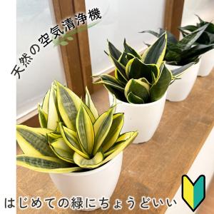 観葉植物 cot 選べる サンスベリア ハニー...の詳細画像1