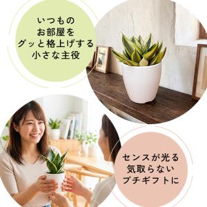 観葉植物 cot 選べる サンスベリア ハニー...の詳細画像2