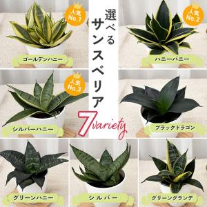観葉植物 cot 選べる サンスベリア ハニー...の詳細画像3