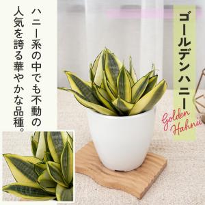 観葉植物 cot 選べる サンスベリア ハニー...の詳細画像4