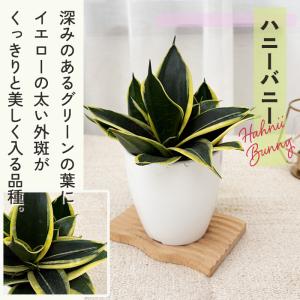 観葉植物 cot 選べる サンスベリア ハニー...の詳細画像5