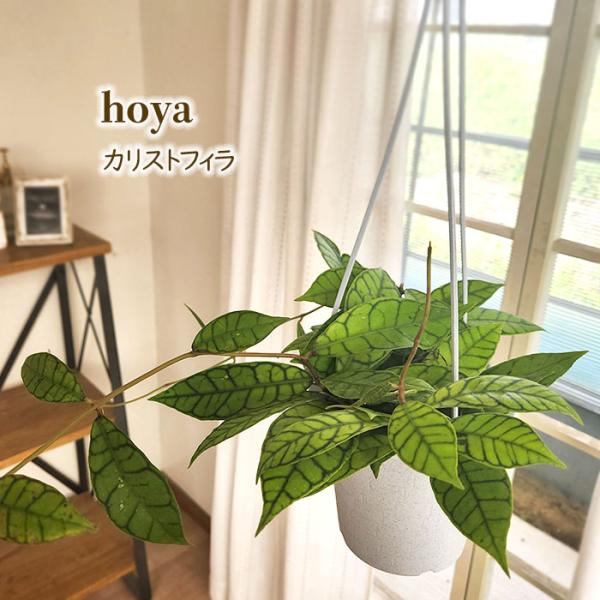 予約販売 観葉植物 ホヤ カリストフィラ 4号 吊り鉢 吊り下げ ハンギング 送料無料 室内 プレゼ...