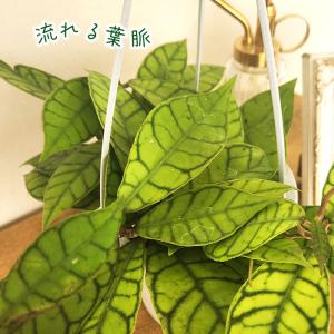 観葉植物 ホヤ カリストフィラ 4号 吊り鉢 ...の詳細画像1