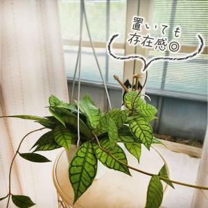 観葉植物 ホヤ カリストフィラ 4号 吊り鉢 ...の詳細画像2